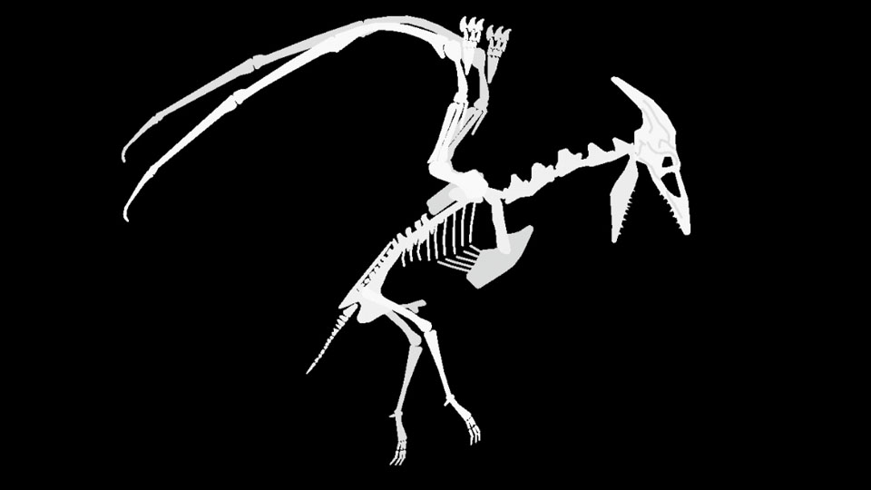 Skeleton Showa Rodan Pack