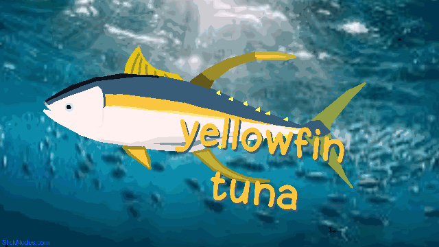 Yellow Fin Tuna Movieclip
