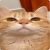Profile picture of Low intelligence specimn
