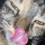 Profile picture of Xenalot
