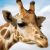 Profile picture of Giraffe