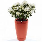 Flower pot man