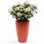 Profile picture of Flower pot man