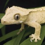 Profile picture of Gecko