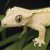 Profile picture of Gecko