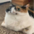 Profile picture of Gatox