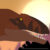 Profile picture of Draconychus