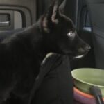 Profile picture of decerdoge