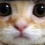 Profile picture of Duck