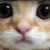 Profile picture of Duck