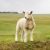 Profile picture of Forgottensheep
