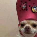 Profile picture of ArdiusMS