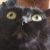 Profile picture of Aneeq