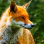 Profile picture of Wolf andrew