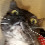 Profile picture of SiNZi