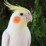 Profile picture of FawkesTheCockatiel312