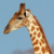 GiraffezRkewl