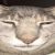 Ori