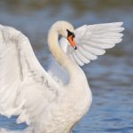 Profile picture of Swan Boi