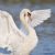 Swan Boi