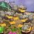 Profile picture of Dum monke