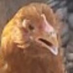 Profile picture of Luketherooster