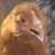 Profile picture of Luketherooster