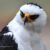 Profile picture of Arctic