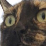 TitinaTheFatCat