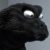 Profile picture of Goji King22