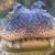 Profile picture of Askard