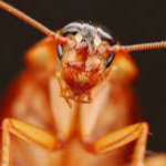 Profile picture of Kamo (Dr.Greenhouse)
