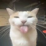 Marshmallow