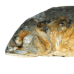 Profile picture of Pratu man (ปลาทู)