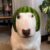Profile picture of Papu19