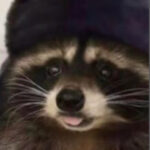 Profile picture of anomaly