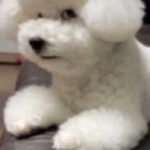 Profile picture of Bonnie