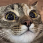 Profile picture of Noodles