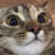 Profile picture of Noodles