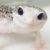 Profile picture of Keiko the orca