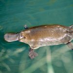 Profile picture of Sovietplatypus
