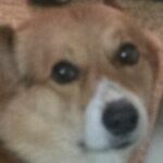 Profile picture of Kyanzilla