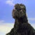 Profile picture of Gozilla