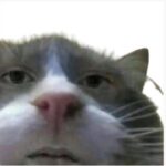 Profile picture of Goofygrape