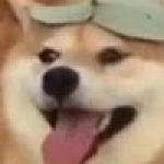 stxvenutheshiba