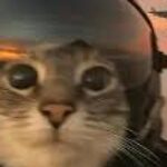 Profile picture of SirBirdy01