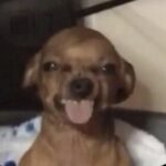 luhyjermy