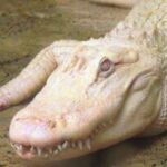 Croco Animations 2