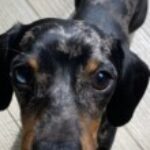Profile picture of Zeno Maes