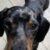 Profile picture of Zeno Maes